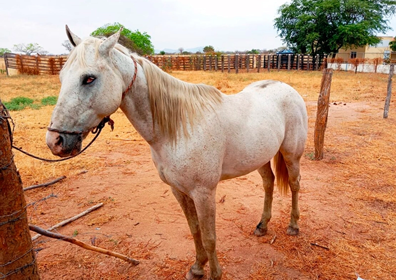 Cavalos soltos são recolhidos de vias públicas em Guanambi; donos podem responder por acidentes