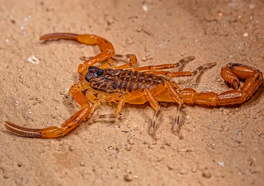 Sudoeste da Bahia lidera casos de acidentes com escorpiões em 2025