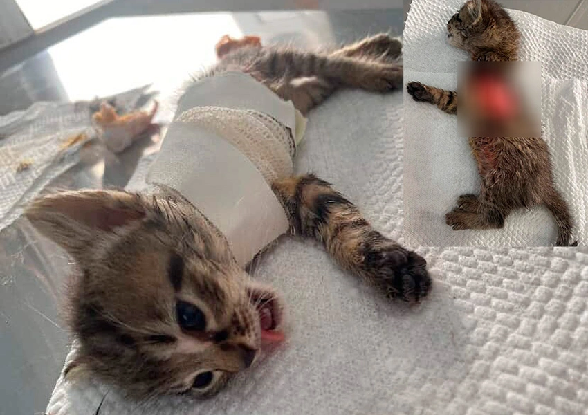 Gatinho abandonado atacado por cão em Livramento de Nossa Senhora não resiste aos ferimentos e morre