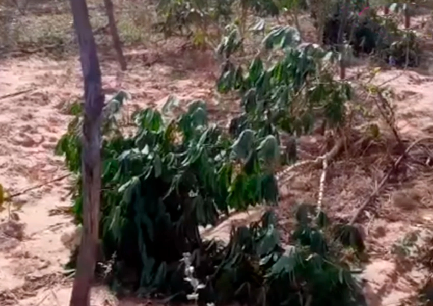 50 quilos de mandioca são furtados na região de Salitre zona rural de Dom Basílio