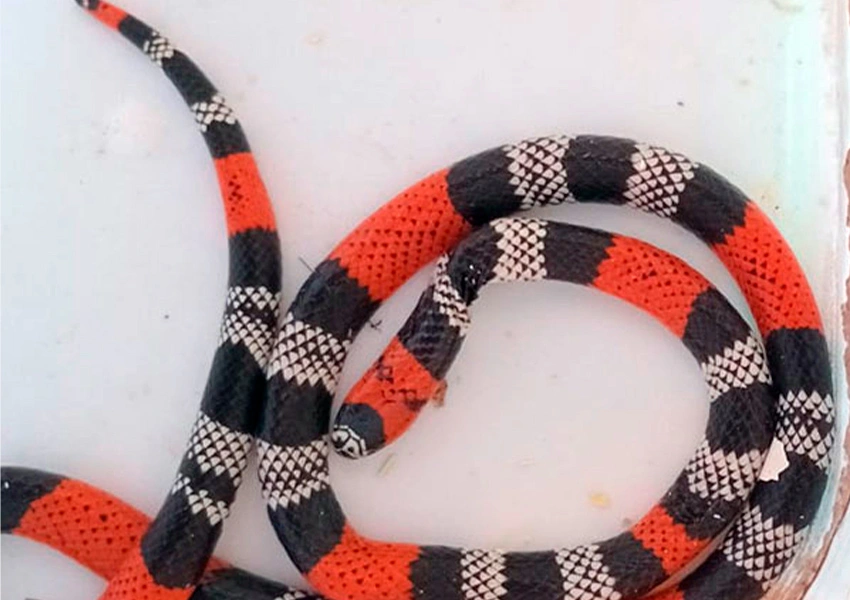 Cobra coral verdadeira é resgatada ferida dentro de residência em Livramento de Nossa Senhora