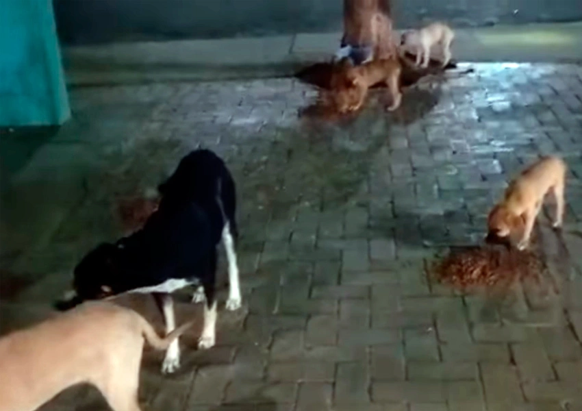 Moradores de Dom Basílio denunciam aumento de cães em situação de rua e cobram ações do poder público