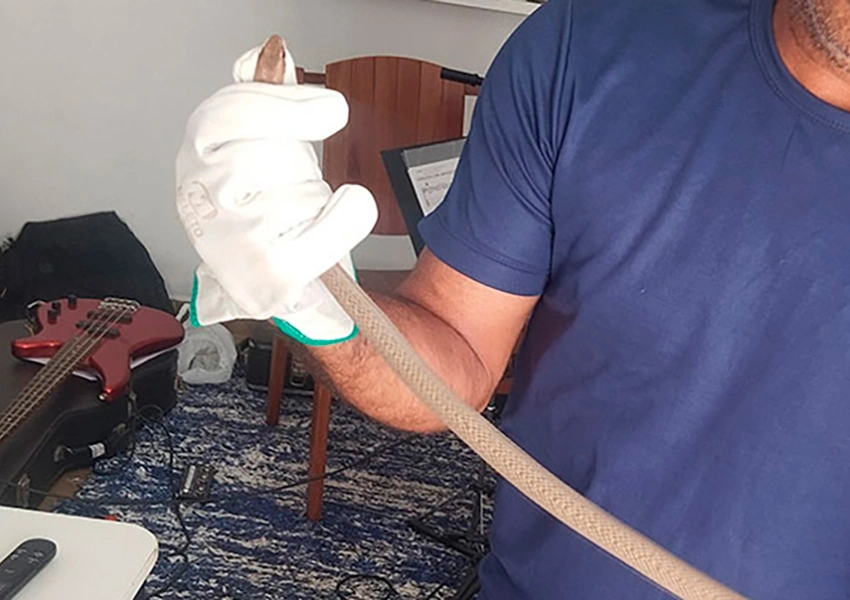 Cobra corre-campo é resgatada em área urbana de Livramento de Nossa Senhora