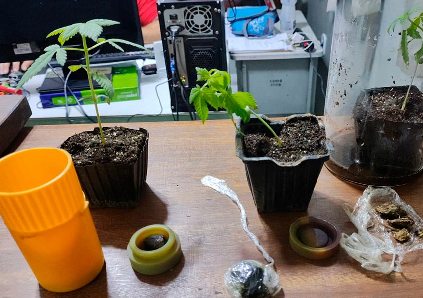 Polícia Rodoviária apreende maconha e plantas durante abordagem na BA-026 em Tanhaçu