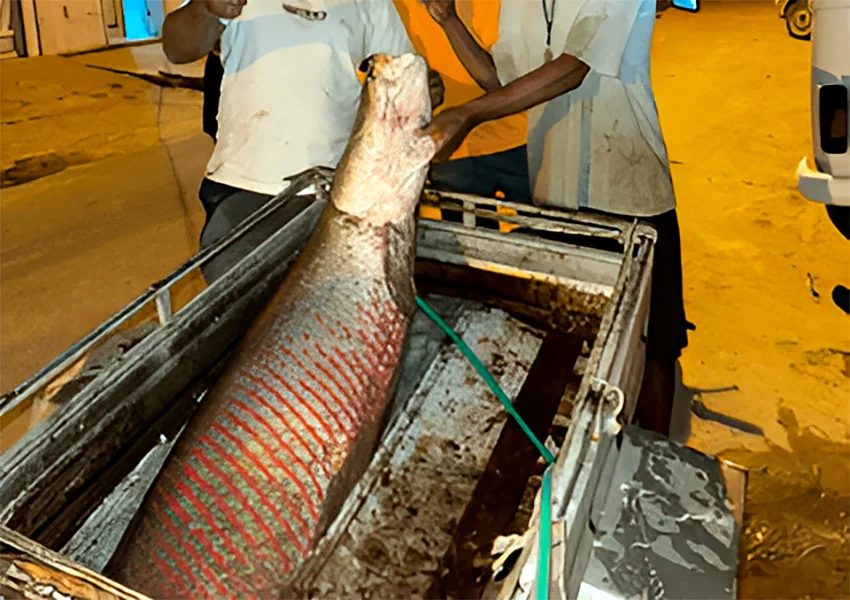 Pescadores capturam novo pirarucu de 60 kg na Lagoa do Mocambo em Malhada