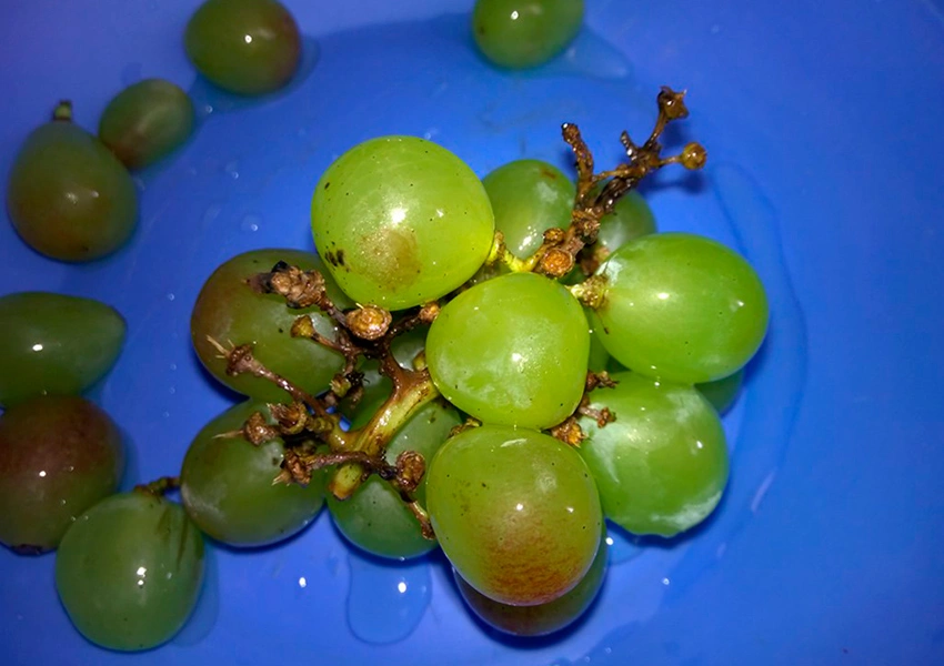 Menino de 3 anos morre após se engasgar com uva em escola municipal