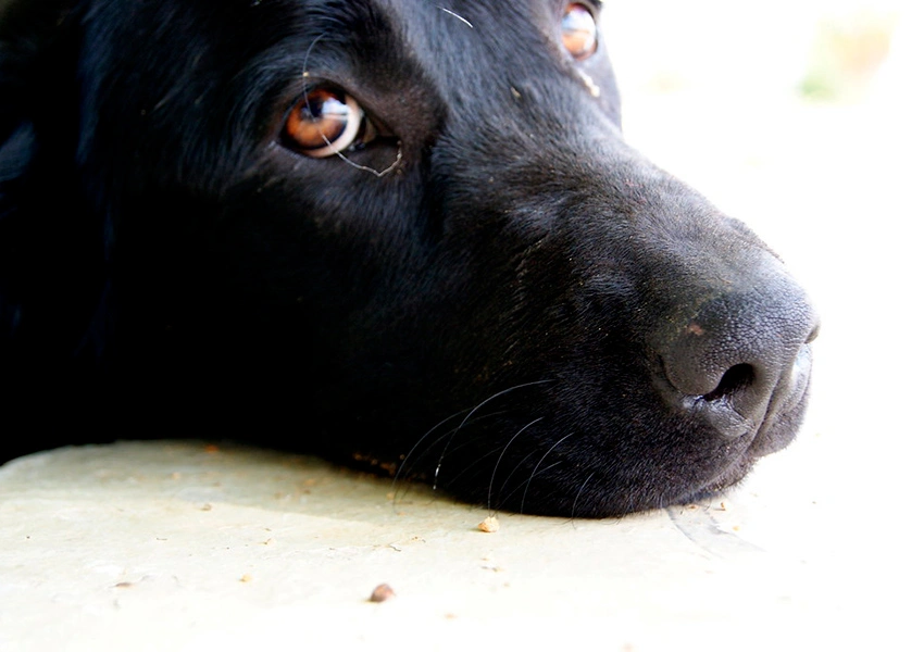 Prefeitura de Abaíra alerta para aumento de casos de envenenamento de animais