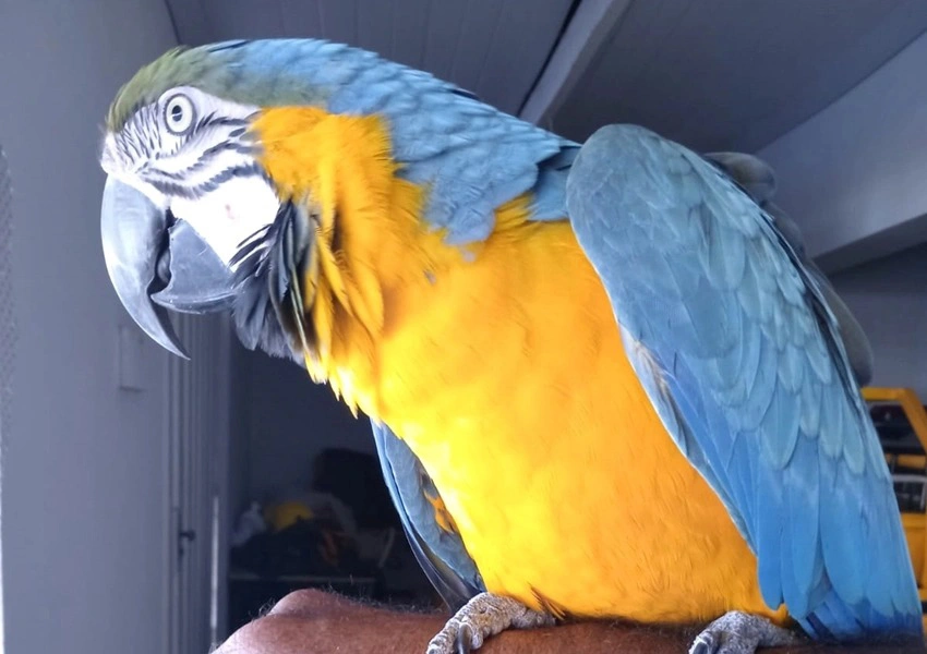 Arara Canindé é resgatada por voluntários no distrito de São Timóteo em Livramento de Nossa Senhora