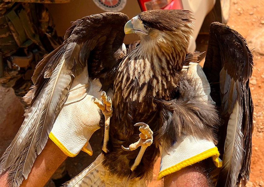 Carcará reabilitado é devolvido à natureza após um mês de cuidados em Livramento de Nossa Senhora