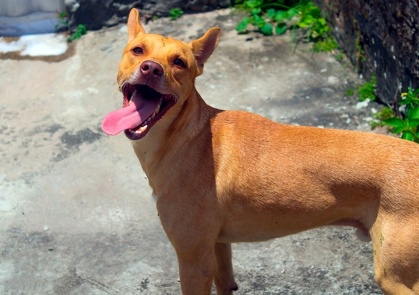 Vira-latas são maioria entre pets no Brasil e lideram registros na Bahia, revela CensoPet 2025