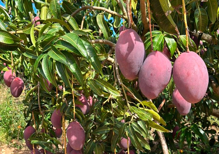 Tarifa dos EUA ameaça exportação de manga da Bahia e preocupa produtores