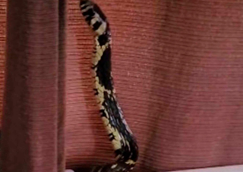 Família encontra cobra caninana dentro de berço de bebê