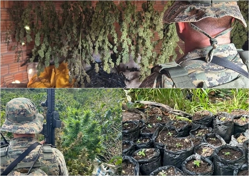 Operação policial descobre plantação de maconha e apreende arma de fogo na Chapada Diamantina