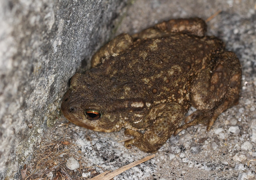 Mulher é encaminhada à UPA após ser atingida no olho por veneno de sapo na zona rural de Livramento de Nossa Senhora