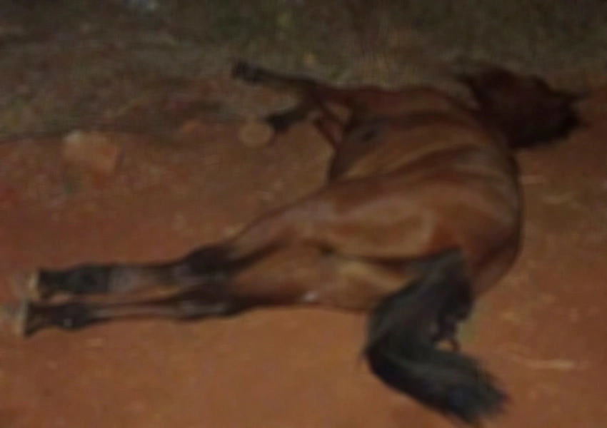 Carroça sem condutor colide com poste e cavalo morre no bairro Jurema em Livramento de Nossa Senhora