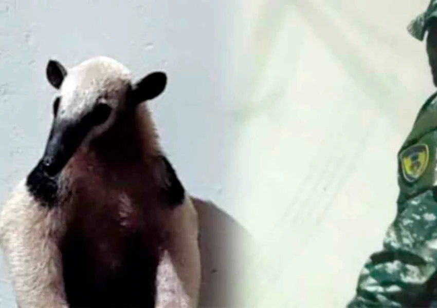 Tamanduá-mirim é resgatado em avenida movimentada de Vitória da Conquista