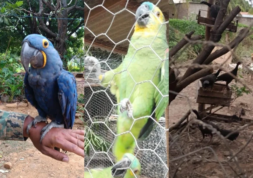 Arara-azul e mais 23 animais silvestres são achados em criadouro irregular em Livramento de Nossa Senhora