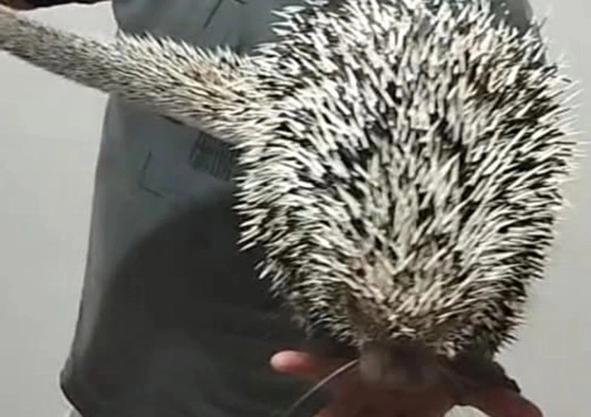 GASA resgata ouriço-cacheiro em Livramento de Nossa Senhora