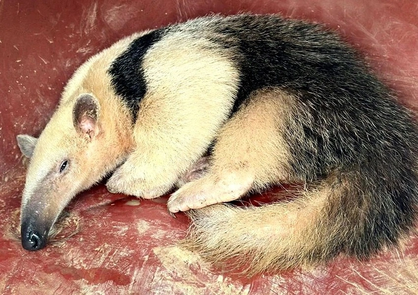 Tamanduá-mirim ferido é resgatado pela CIPPA em Lençóis na Chapada Diamantina
