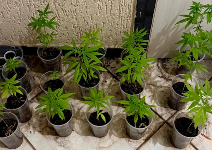Polícia Militar apreende 16 pés de maconha em residência no Loteamento José Augusto em Macaúbas