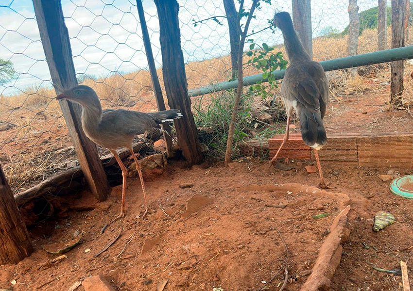 Polícia Ambiental resgata seriemas e apreende armas durante operação em Boquira