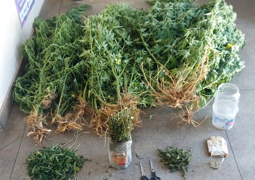 Polícia Militar descobre plantação de maconha e prende dois homens na zona rural de Ituaçu