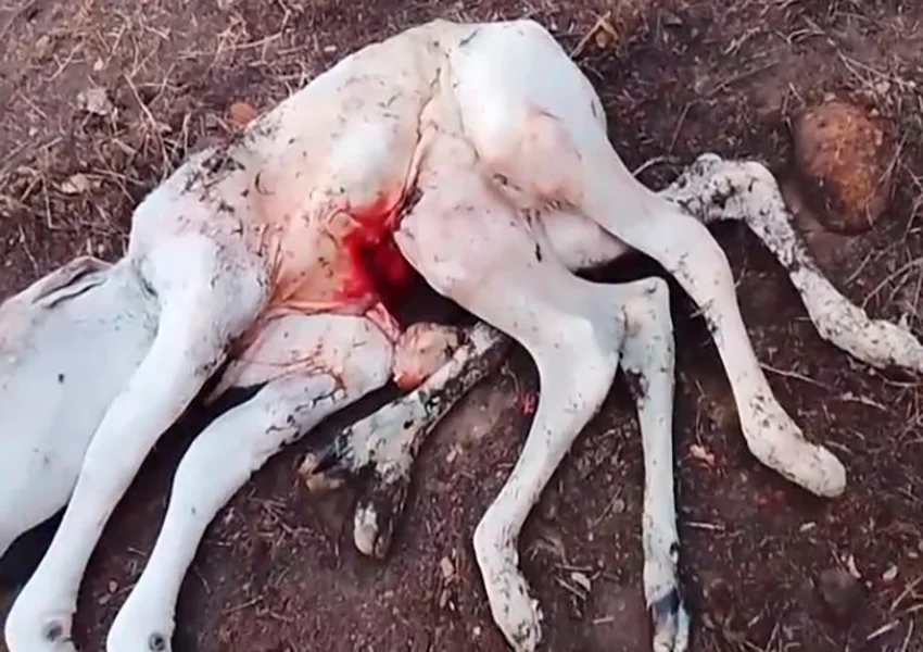 Bezerro com oito patas nasce em Palmas de Monte Alto e morre minutos após o parto