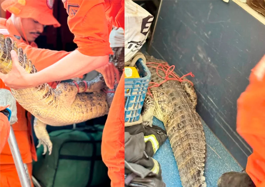 Jacaré é resgatado durante limpeza de lagoa em Guanambi