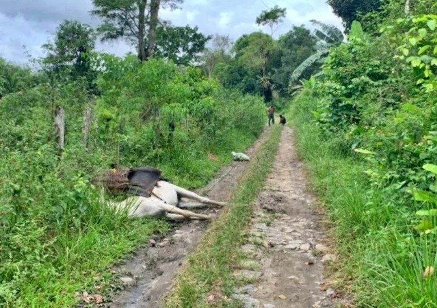 Burro morre ao pisar em fio de alta tensão, e trabalhador rural escapa de descarga elétrica na Bahia
