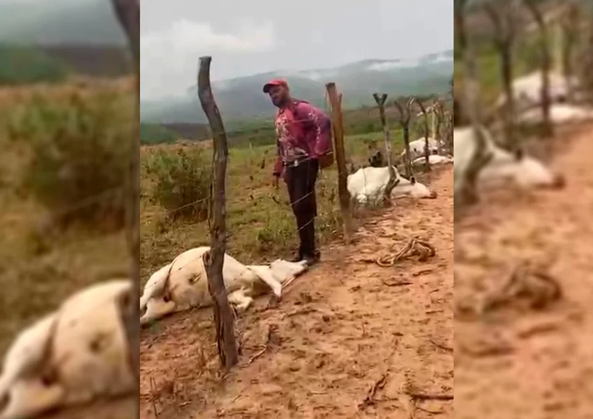 Oito bois, vacas e bezerros morrem após descarga elétrica em área rural de Boquira