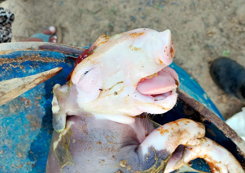 Filhote de porco nasce com duas bocas e dois focinhos no Sudoeste da Bahia