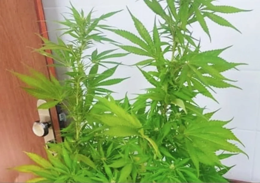 Cipe Sudoeste encontra plantação de maconha e prende suspeito em Barra da Estiva