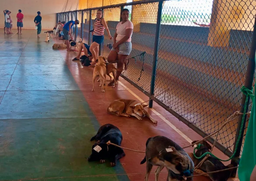 Prefeitura de Livramento promove castração gratuita de cães e gatos em comunidades rurais