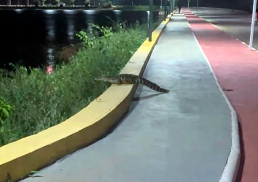 Jacaré reaparece na Lagoa Zinho Tanajura após transferência ambiental em Livramento