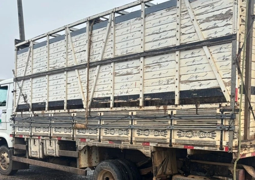 CIPRv apreende veículo com transporte irregular de bovinos em Brumado