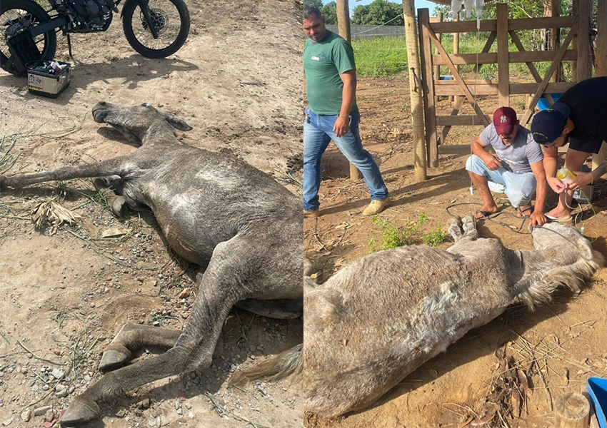 PRF resgata cavalo caído sob sol forte em Poções e suspeita de maus-tratos