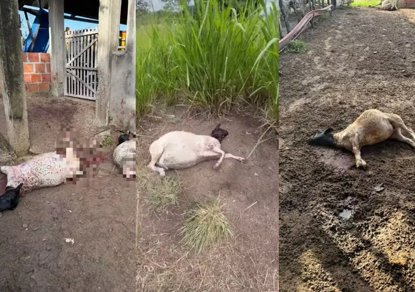 Treze ovelhas morrem após ataques de cães em propriedade rural na Bahia