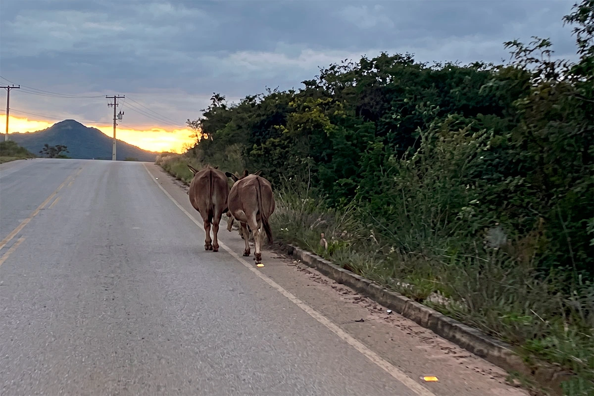 Animais soltos na BA-148 em Rio de Contas acendem alerta de perigo para motoristas