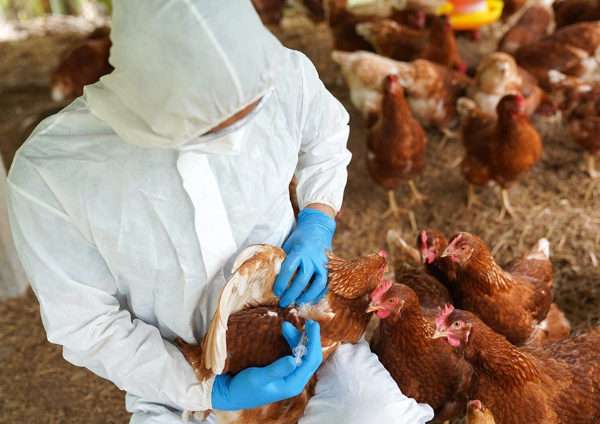 Ministério da Agricultura descarta três casos suspeitos de gripe aviária em MT, SE e RS; outros três seguem em investigação