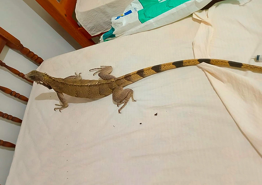 Brigadistas resgatam iguana no bairro Benito Gama em Livramento de Nossa Senhora