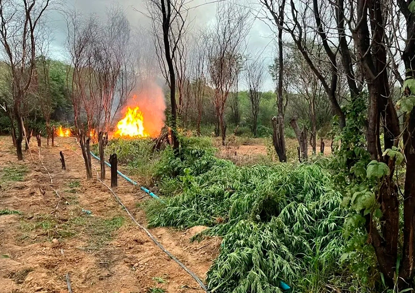 Polícia Militar destrói mais de 100 mil pés de maconha em operação na Bahia