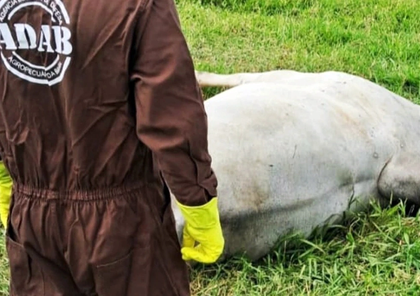 Bahia registra aumento de casos de raiva em equinos e bovinos em 2025