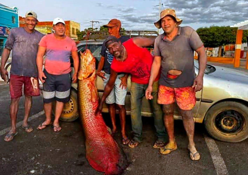 Pirarucu gigante de quase 100 kg é pescado em lagoa de Malhada e chama atenção de moradores