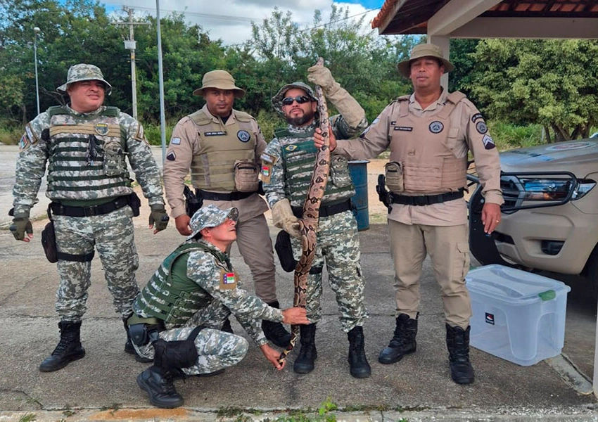 Jiboia é resgatada por policiais enquanto tentava atravessar rodovia em Vitória da Conquista