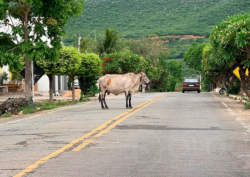 Animais soltos na BA-148 entre Rio de Contas e Livramento de Nossa Senhora aumentam risco de acidentes