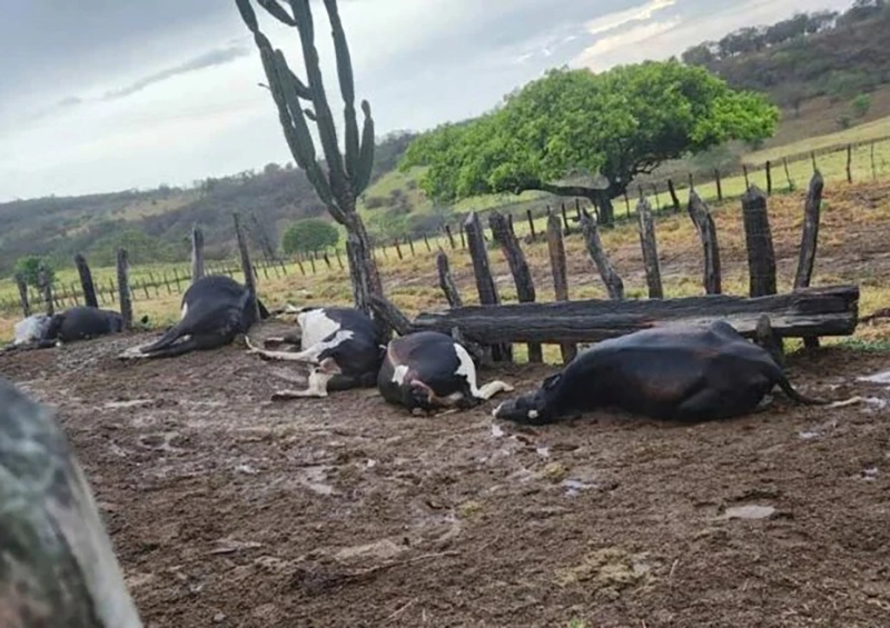 Queda de raio durante forte tempestade mata sete animais no interior da Bahia