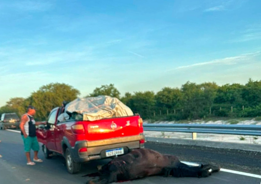 Motorista fica gravemente ferido após colidir com cavalo solto na BR-030 em Carinhanha