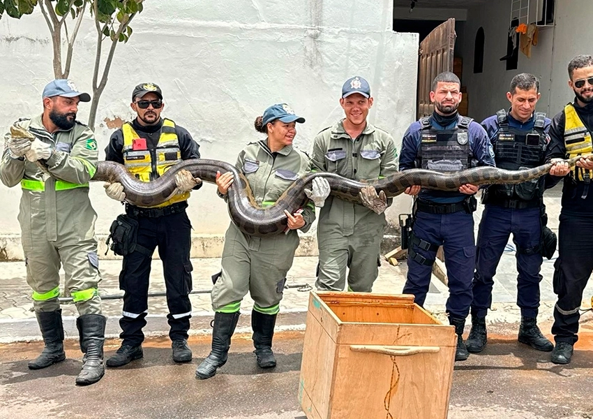 Sucuri de quase cinco metros é capturada após um ano de monitoramento na Bahia