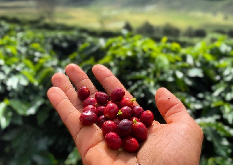 Café da Chapada Diamantina conquista registro de Indicação Geográfica